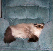 casey sleeping in chair