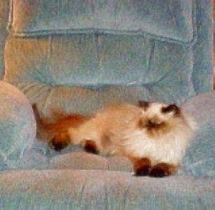 casey in chair